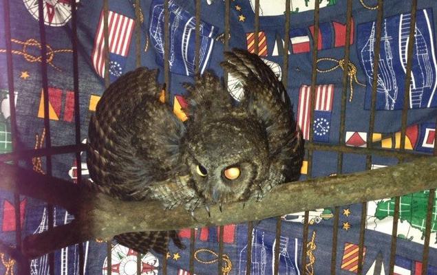 Fig. 3. Captive tropical screech owl displaying defensive posture in response to a threat.