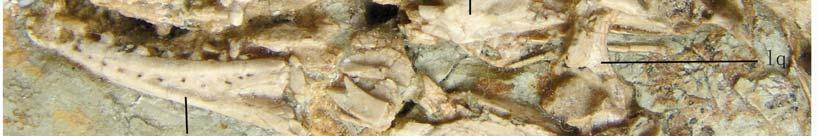 zhengi holotype.
