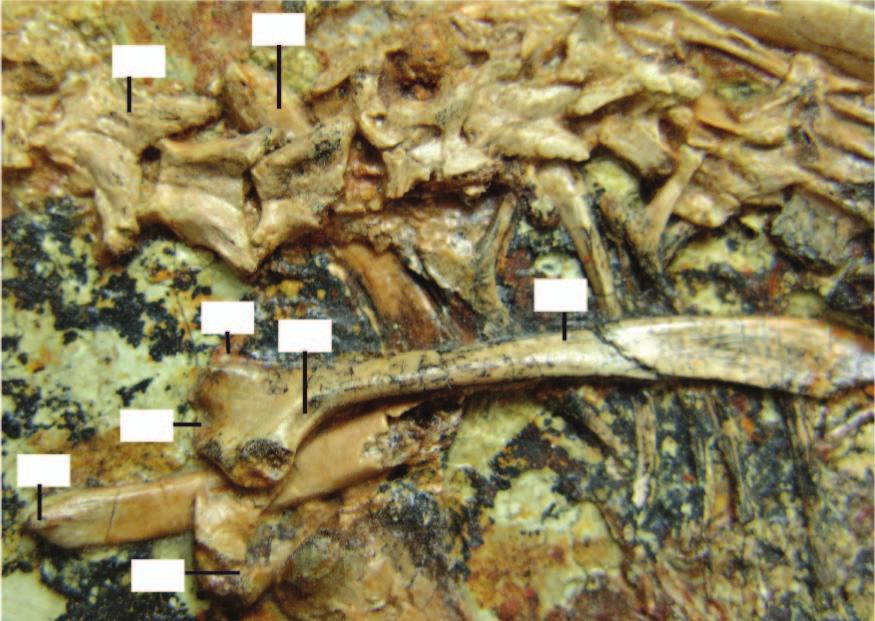 The presence of such long femoral feathers is consistent with the tetrapterygian condition seen in several other basal paravian taxa 6,23.