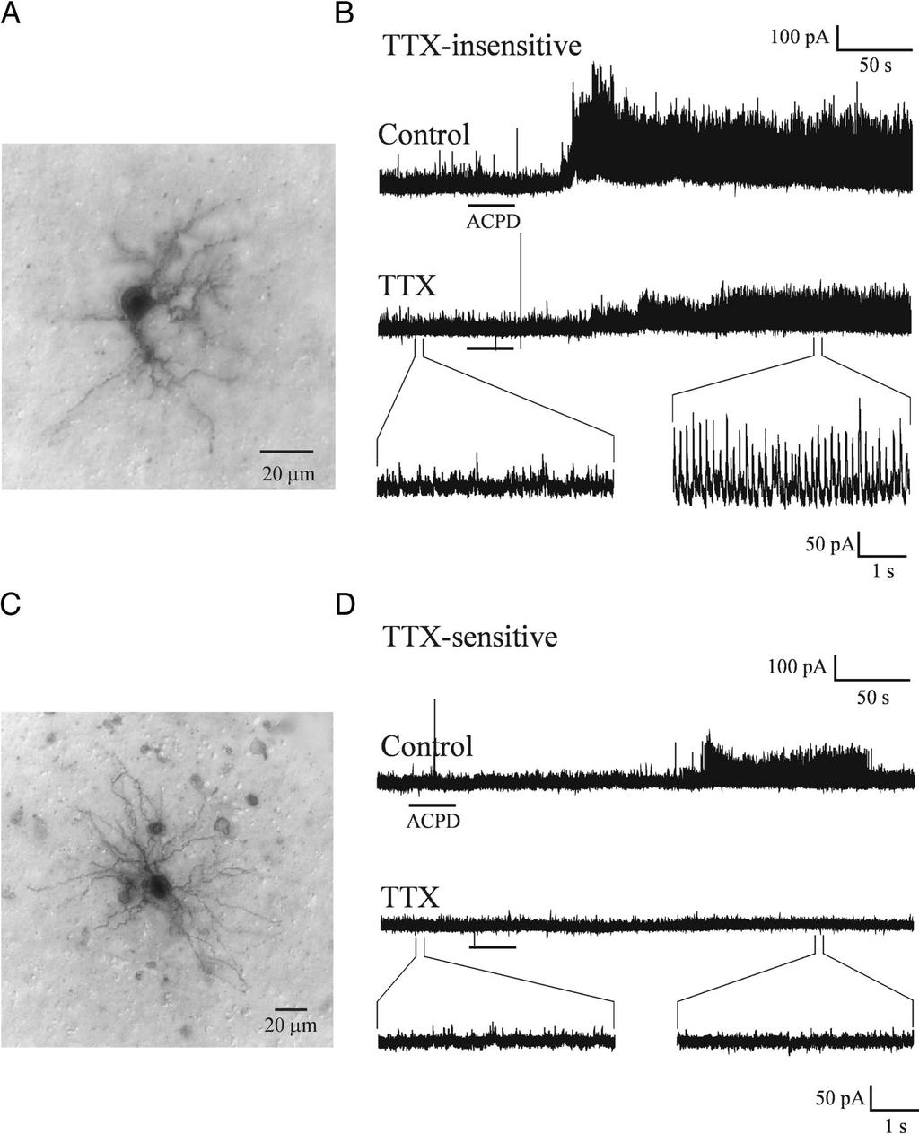 STRUCTURE/FUNCTION STUDIES OF LGN CELLS 755 FIG. 8. Photomicrographs and responses of an X-like and a Y-like rat geniculate cell.