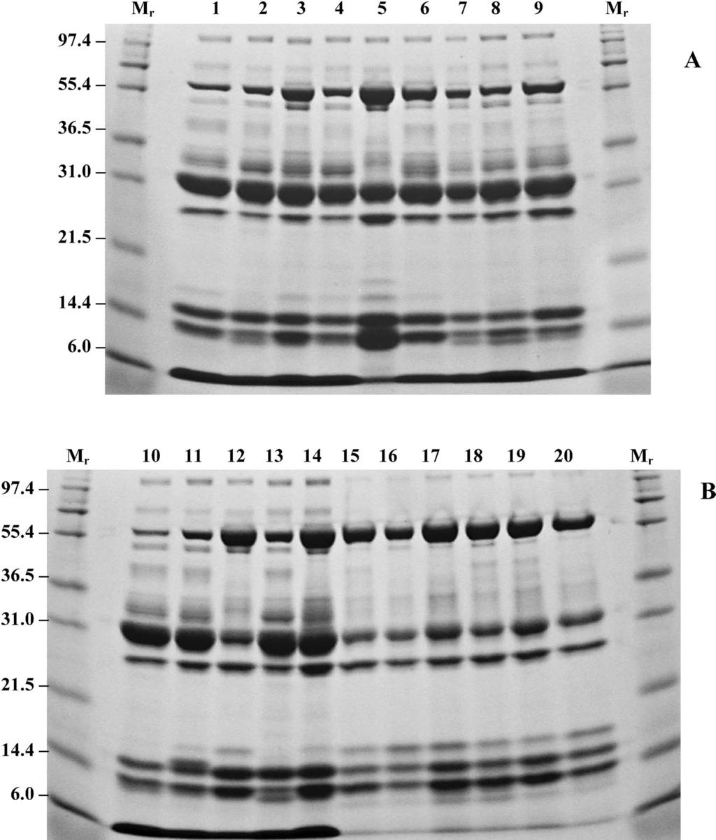 MACKESSY ET AL. VENOM OF CROTALUS OREGANUS CONCOLOR 775 Fig. 4. SDS-PAGE analysis of Crotalus oreganus concolor crude venoms under reducing conditions.