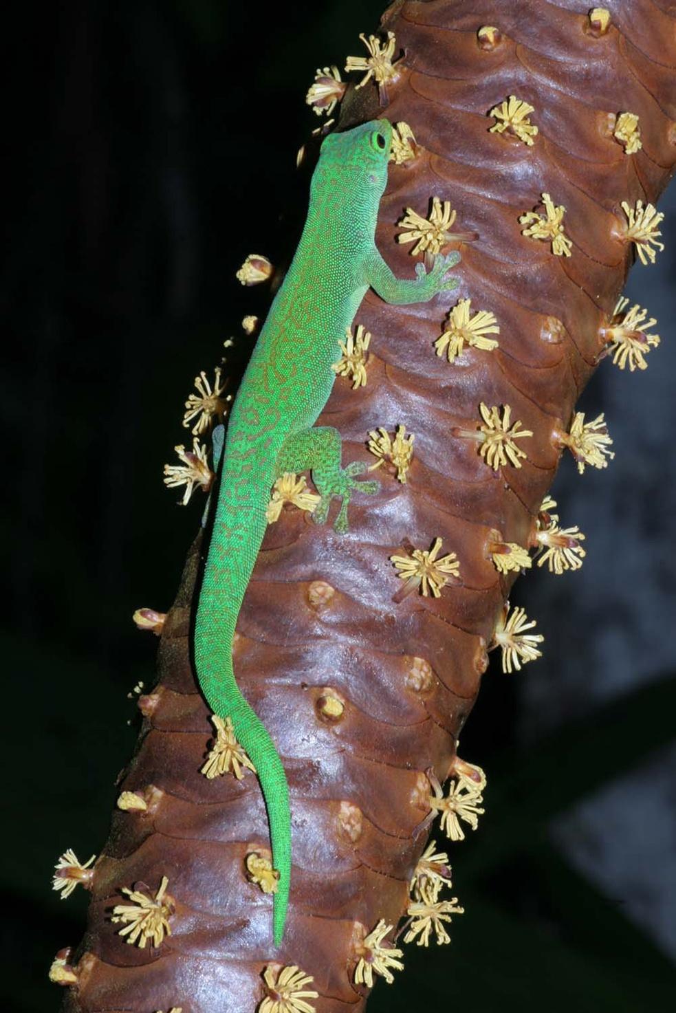 Phylogeography and diversification history of the day-gecko genus Phelsuma in