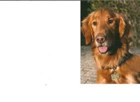 DFWM Golden Retriever Rescue continues to be very successful. There are about 165-175 dogs adopted each year. We thought we would try to share some stories from rescue.