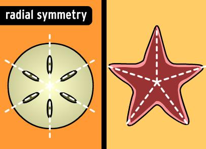 3 In order to classify organisms into their appropriate phylum, scientists look at some key features to help