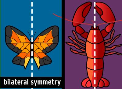 Body Symmetry Animals with body parts arranged in a circle around a central point are said to have radial