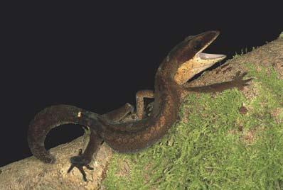 22 HAMADRYAD [Vol. 29, No. 1 FIGURE 13: Sphenomorphus cf. butleri from Gibbon trail. FIGURE 12: Adult male Aeluroscalabotes felinus near floodplain habitat.