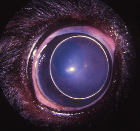 40 41 42 43 40: Congenital hereditary cataract in a Miniature Schnauzer. The nuclear portion of the lens is affected and there is a pyramid-shaped extension medially. Picture: Dr Keith Barnett.