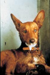 A Rabid Dog Drooling Daff Diagnosis in animals is done through the direct florescent antibody test (dfa) and can only be performed post-mortem as it requires brain tissue from the animal suspected of