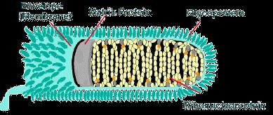 Structure The infection process is initiated by the fusion of the rabies virus envelope to the host cell membrane