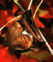 A Bat If a pet or domestic animal gets bitten by a bat, immediate assistance is required by a veterinarian.