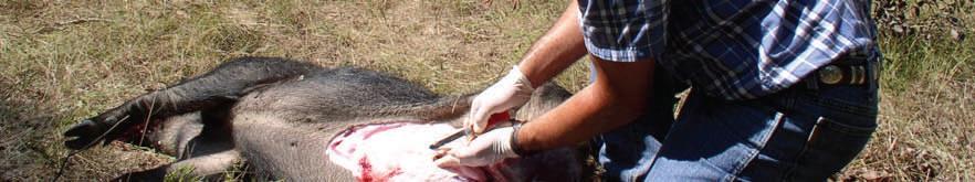 Avoid direct contact (bare skin) with fluid or organs from the hog.
