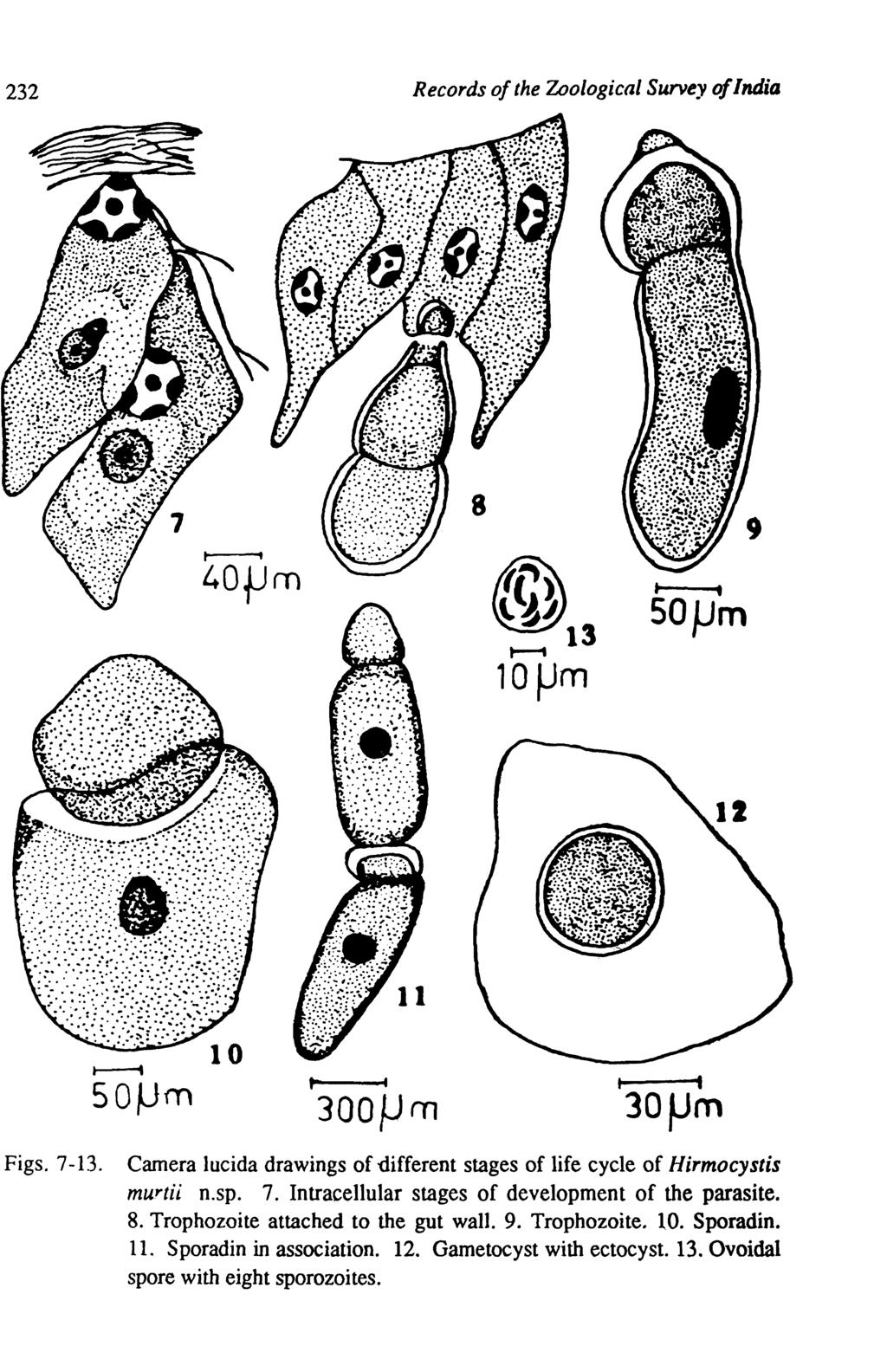 232 Records of the Zoological Survey of India 8 40fJm I SO}Jm S01Jm 300IJm 1 30fJm Figs. 7-13. Camera lucida drawings of -different stages of life cycle of Hirmocystis murtii n.sp. 7. Intracellular stages of development of the parasite.
