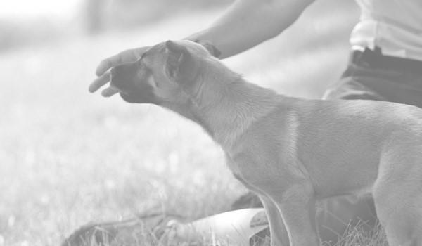 Teaching a Dog to Heel - How to Teach Targeting Targeting is one of the most important exercises to teach when you are first starting out with a dog training program.