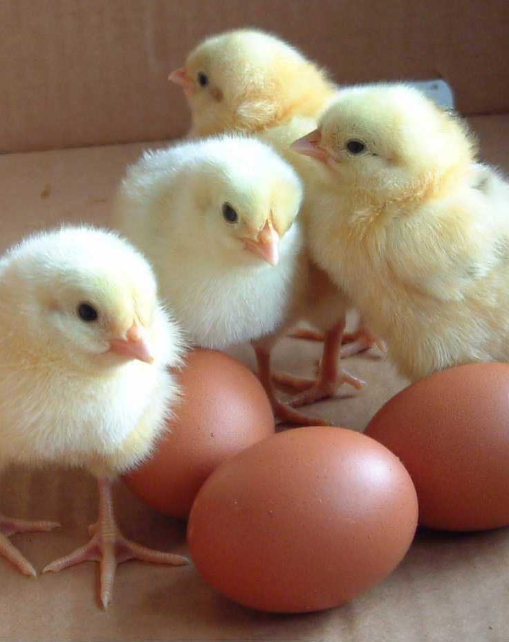 Guide for Incubation of Eggs and Care of Newborn Livestock Goffle Road Poultry