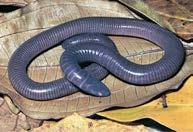 Apoda: Caecilians Secondarily limbless Highly adapted to burrowing Strong skull, pointed snout Unique muscular adaptations Pan-tropical Internal
