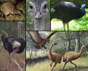 Birds Flight lost in some lineages Including Ratites Ostriches, Rheas, Cassowaries, Emus, Kiwis, Moas,