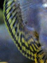 Osteichthyes: Bony fish Ancestrally: Operculum: bony flap covering the gills externally Swim bladder: modification of