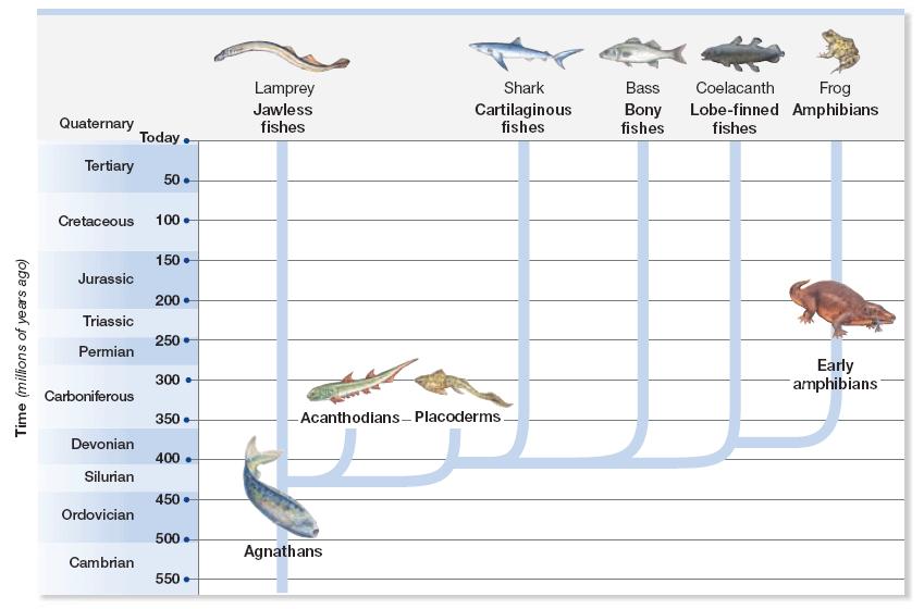 Section 1 Vertebrates in the Sea and on Land Evolution of Fishes This