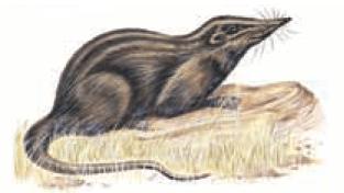 Section 2 Terrestrial Vertebrates Evolution of Mammals, continued Early mammals, such as