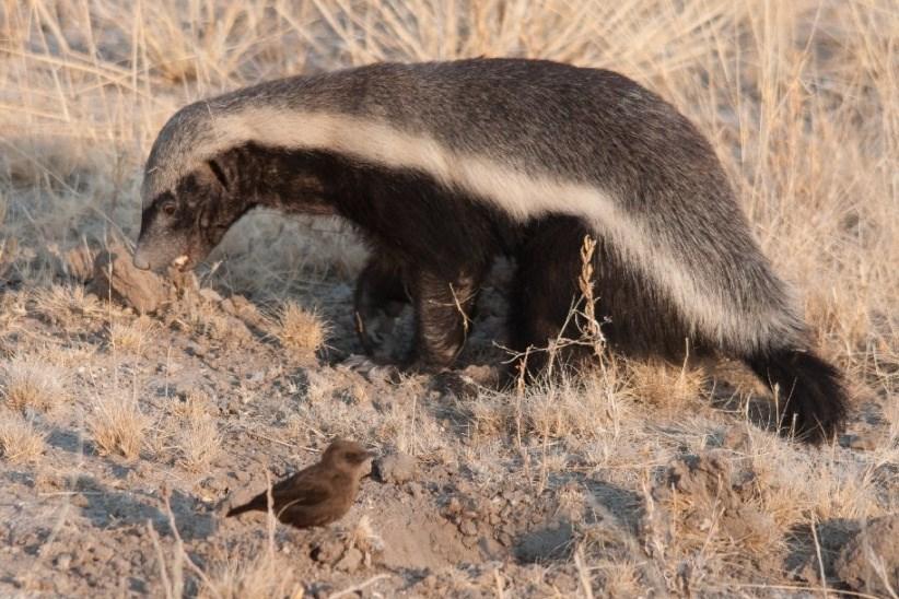 7 8 The honey badger, or ratel, is generally a solitary animal but it has also been observed in small groups. Ratels are nomadic and have a large home range.