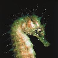 What does a seahorse use its fins for? Like most fish it uses its fins to swim, but what is unusual is that the seahorse is one of the only fish that swims upright. This means it isn t very quick.