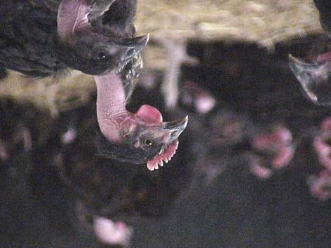 Stock High-yielding birds Efficient meat