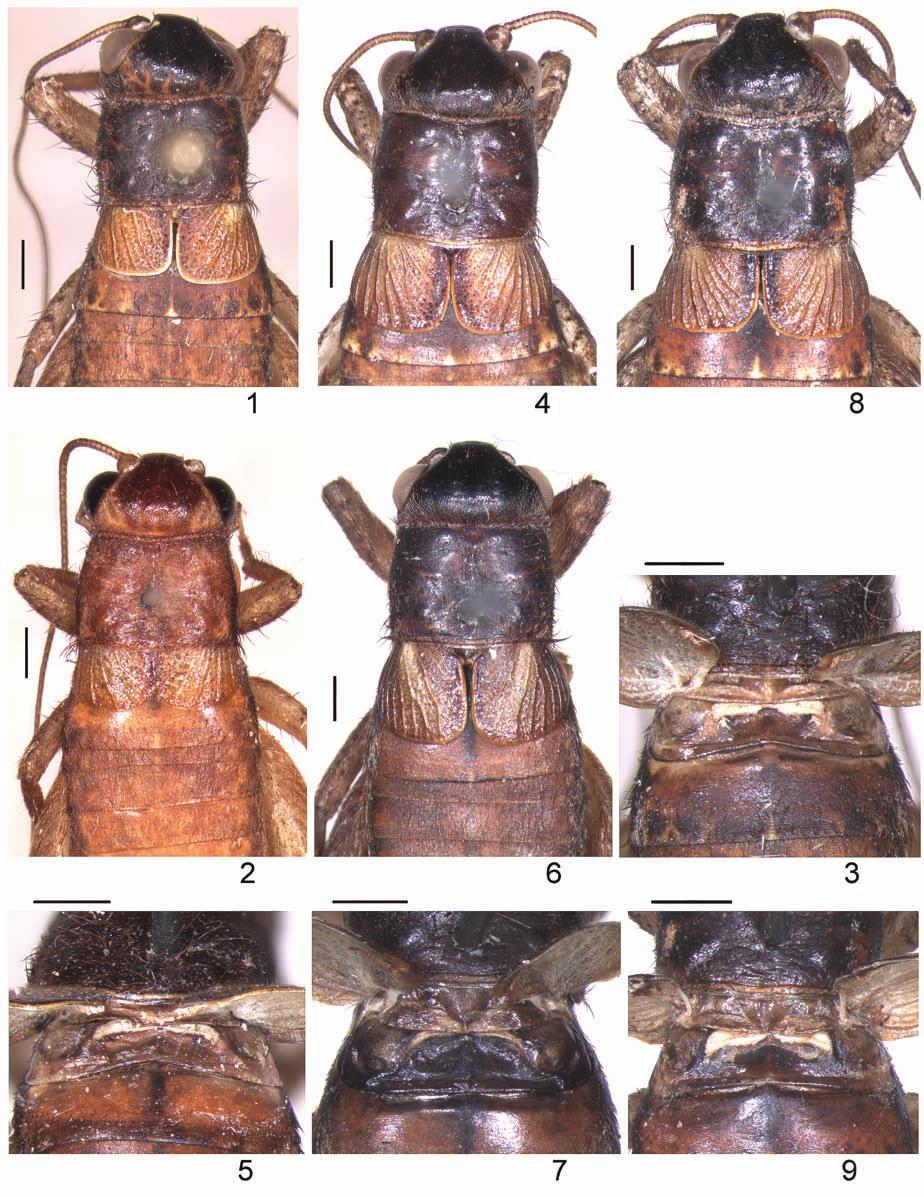 New species of Odontogryllus 139 Figs. 1 9. Odontogryllus Sauss., male: 1 3 O.? setosus Sauss.; 4, 5 O. proximus sp. nov.; 6, 7 O. morona sp. nov.; 8, 9 O.