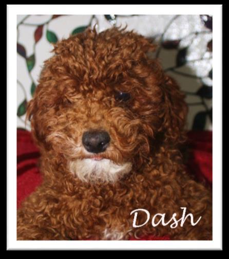 Dash is our newest sire, a ruby red, toy poodle (son of Spanky).