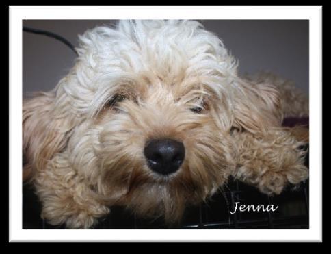 2019 Waitlist open for #1, #2 Females and #1, #2 Males Jenna is a CavaPooChon and sire is Romeo, our red/white Miniature Poodle for a bit