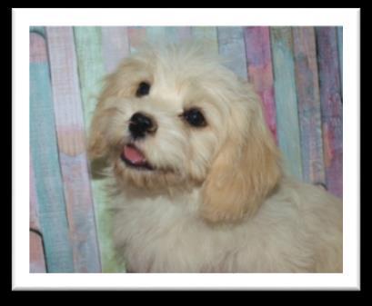 Cara X Spanky (~ 15 lbs.) CavaPooChons 1. Puppies Ready for New Homes Feb. 2019 Waitlist open for #1 female; and #3 male Peach X Romeo (~ 10-12 lbs.