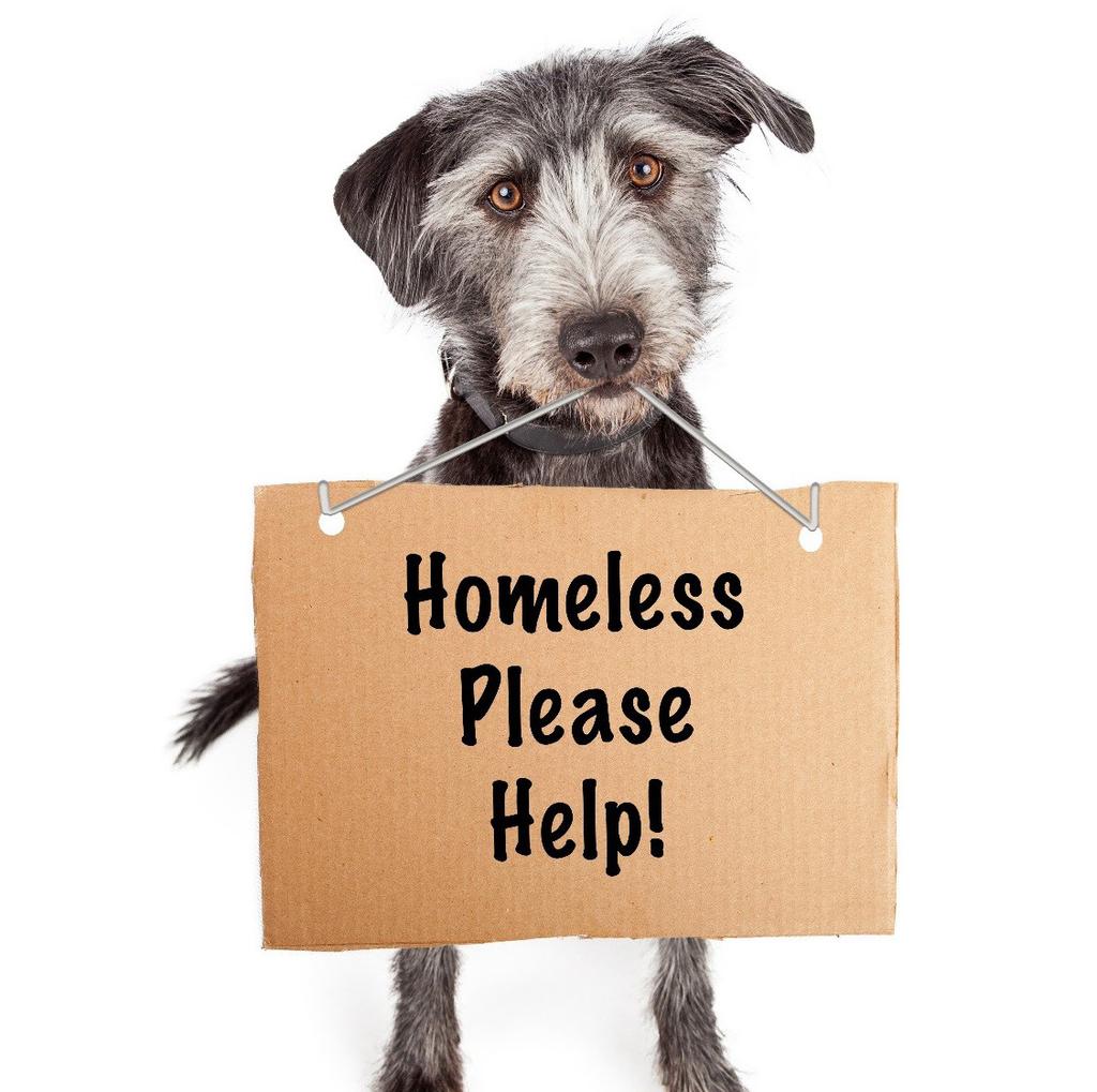 Item Drive Whether purchasing goods or donating items, you are making a difference in the life of a homeless animal.