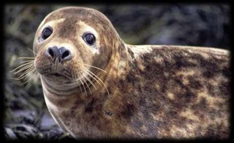 1. Marine Mammals Seals Thompson et al.