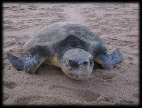 2000; Lenhardt 2002) Captive turtles indicated reduced hearing sensitivity