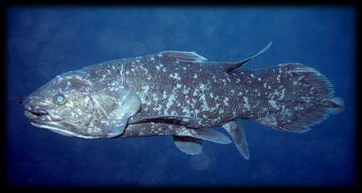 1 st coelacanth sighting vs known populations.