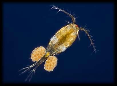 6. Zooplankton McCauley et al 2017 Zooplankton are essential for the
