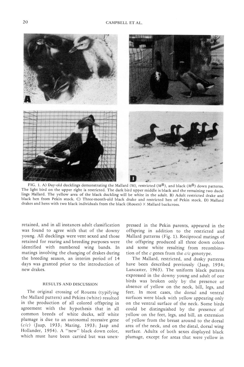 20 CAMPBELL ET AL. '0..,..,.'.... FIG. 1. A) Day-old ducklings demonstrating the Mall ard (M), restricted (MR), and black (MB) down patterns. The light bird on the upper right is restricted.