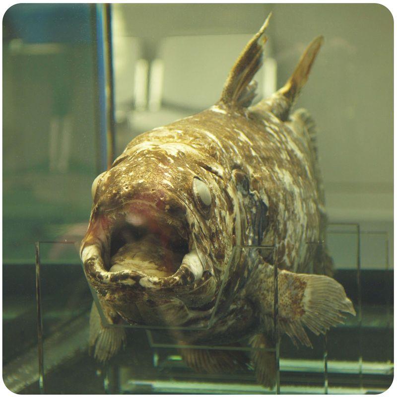 326 www.ck12.org FIGURE 13.6 One of the eight living species of lobe finned fish the coelacanth.