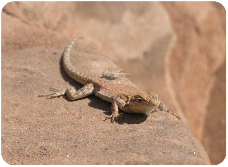 Some can run bipedally, such as the collared lizard, and some, like the basilisk, can even run across the surface of water to escape.