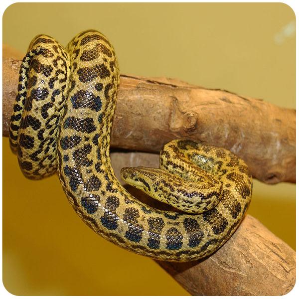 www.ck12.org 339 All snakes are carnivorous and can be distinguished from legless lizards by lack of eyelids, limbs, external ears, and vestiges of forelimbs.