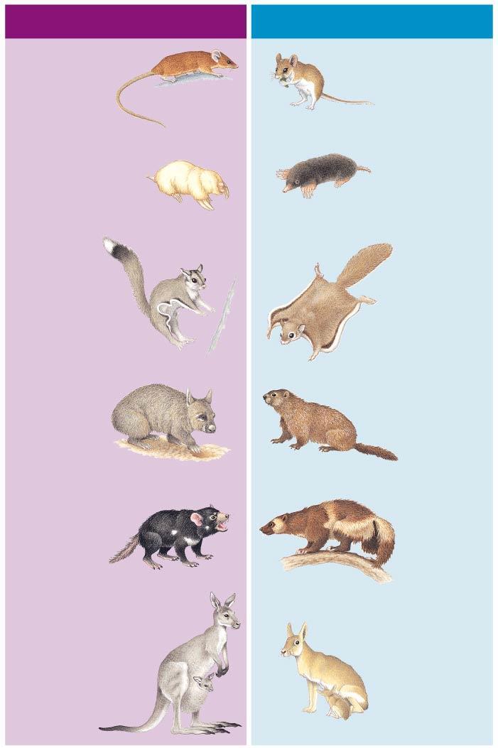 In some species, such as the bandicoot, the marsupium opens to the rear of the mother s body In Australia, convergent evolution has resulted in a diversity of marsupials that resemble the eutherians