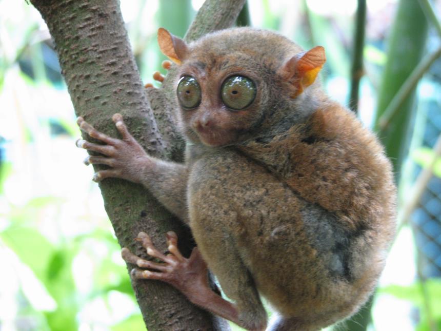 Living Primates There are three main groups of living primates Lemurs, lorises, and bush babies Tarsiers Anthropoids (monkeys and apes)