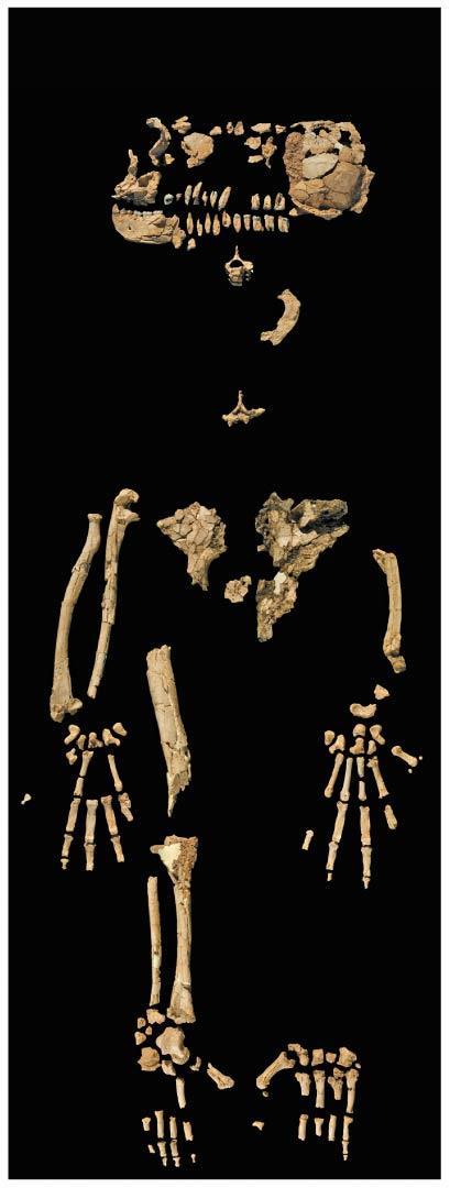 The Earliest Hominins The study of human origins is known as paleoanthropology Hominins (formerly called hominids) are more closely related to humans than to chimpanzees Paleoanthropologists have