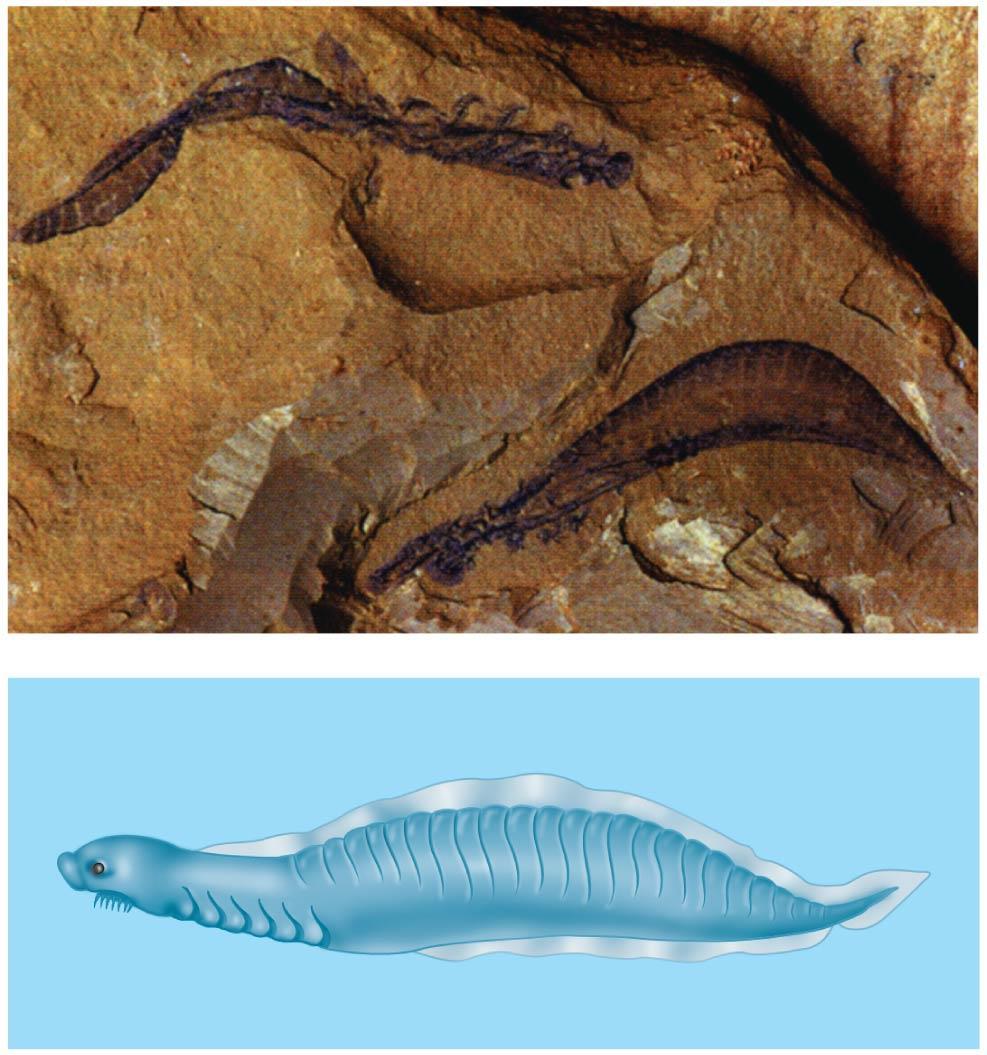 Fossils from the Cambrian explosion document the transition to craniates Early Vertebrate Evolution The most primitive of the fossils are those of the
