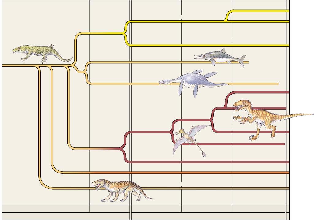 Evolutionary History of Amniotes lizards snakes stem reptiles tuataras ichthyosaurs pterosaurs birds dinosaurs archosaurs plesiosaurs