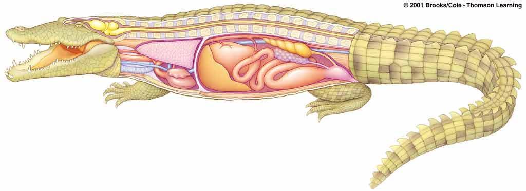 Crocodile Body Plan olfactory lobe snout hindbrain, midbrain, forebrain spinal cord