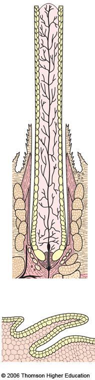 sheath pulp barbs blood vessel