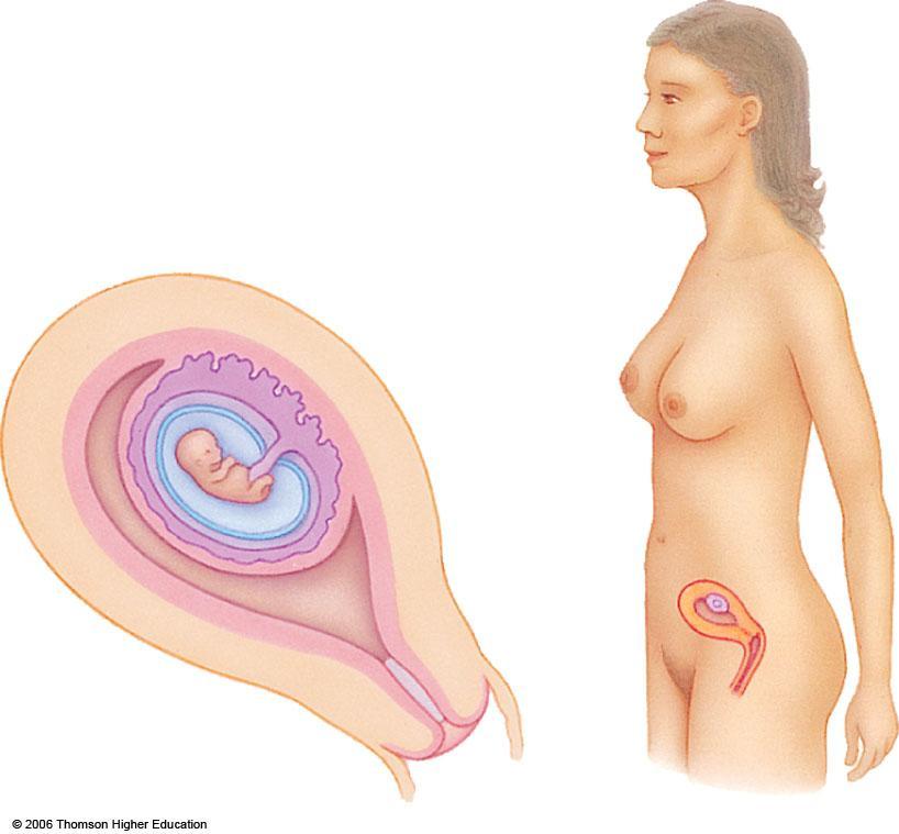 placenta uterus