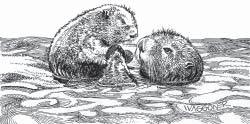 A BRIEF GUIDE TO SOUTHERN SEA OTTER BIOLOGY, BEHAVIOR, AND NATURAL HISTORY PAGE 4 RAFTS In the Monterey Bay area, rafts tend to have 2-12 animals. Rafts in Alaska can number up to 1,000 animals.