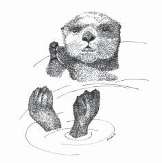 The Southern Sea Otter Lifespan: Males 10 to 15 years Females 15 to 20 years Length about 4 feet Weight about 40-65 pounds Eyesight good both above and below water. Ears external like a sea lion.