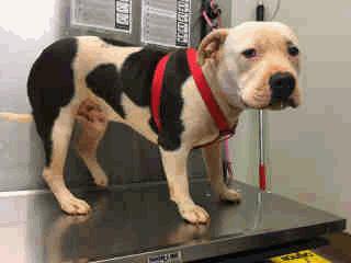 Watson - 1 Year 6 Months Old Neutered Male AVAILABLE A259352 Br